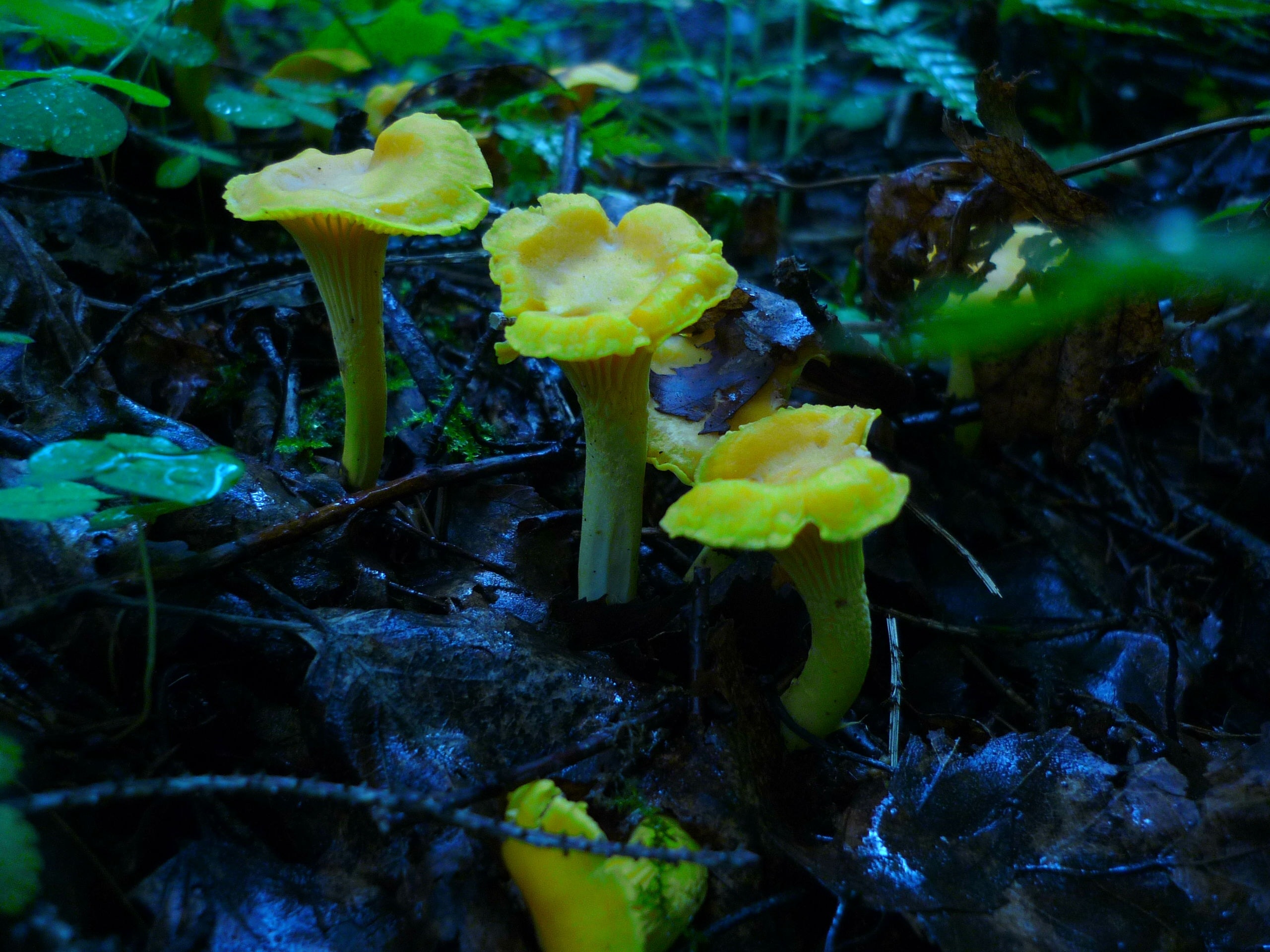 three yellow mushrooms