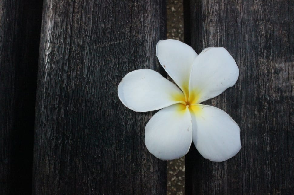 white plumeria flower preview