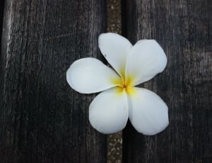 white plumeria flower thumbnail