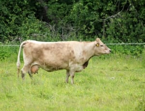 beige cow standing on grasses during daytime thumbnail