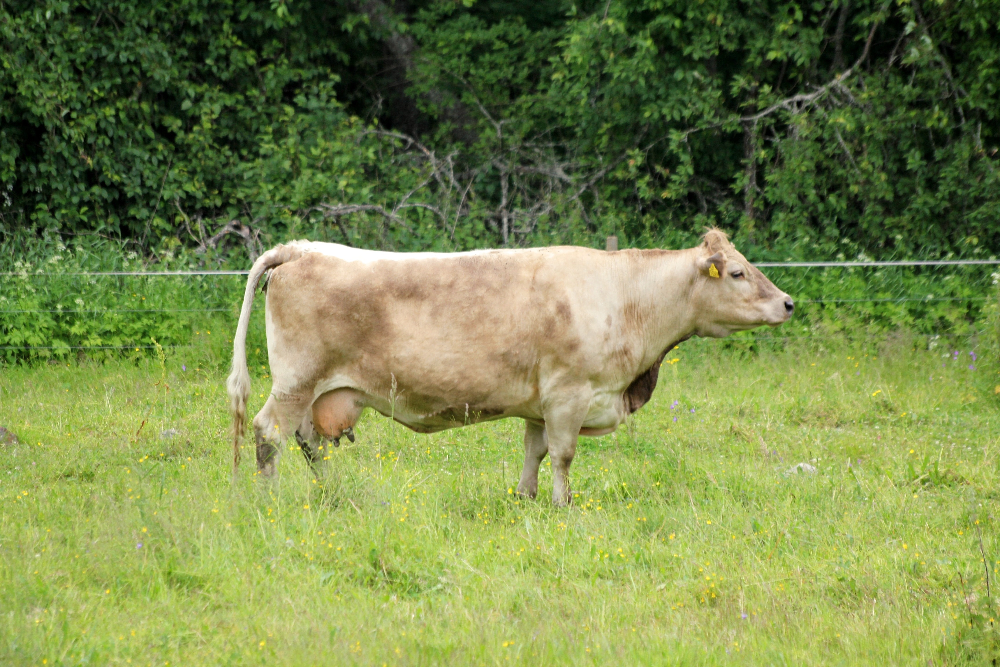 beige cow standing on grasses during daytime