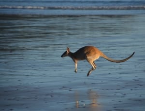 kangaroo in flight above wet sand near body of water during daytime thumbnail