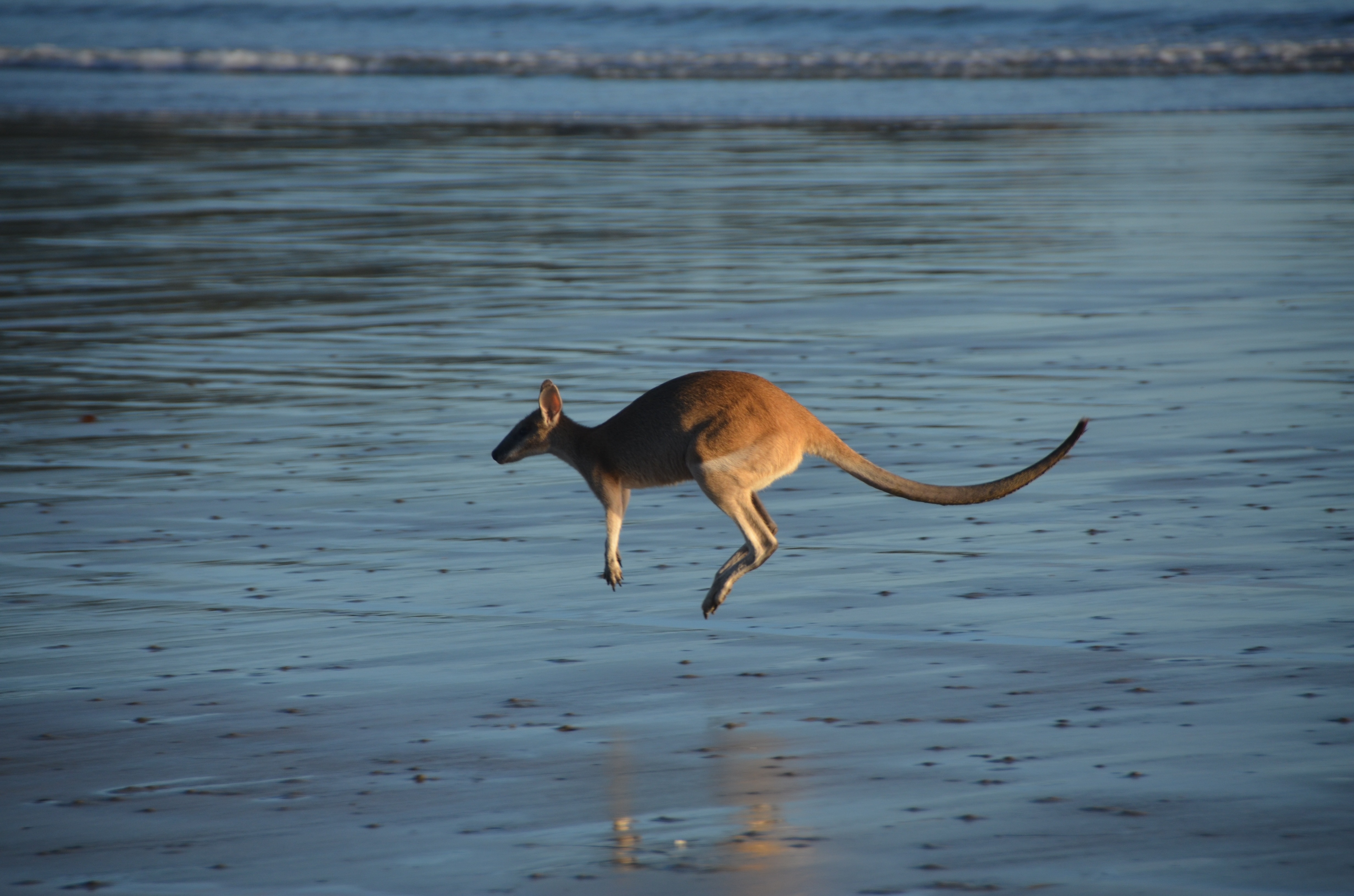 kangaroo in flight above wet sand near body of water during daytime