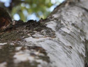 brown and white tree trunk thumbnail