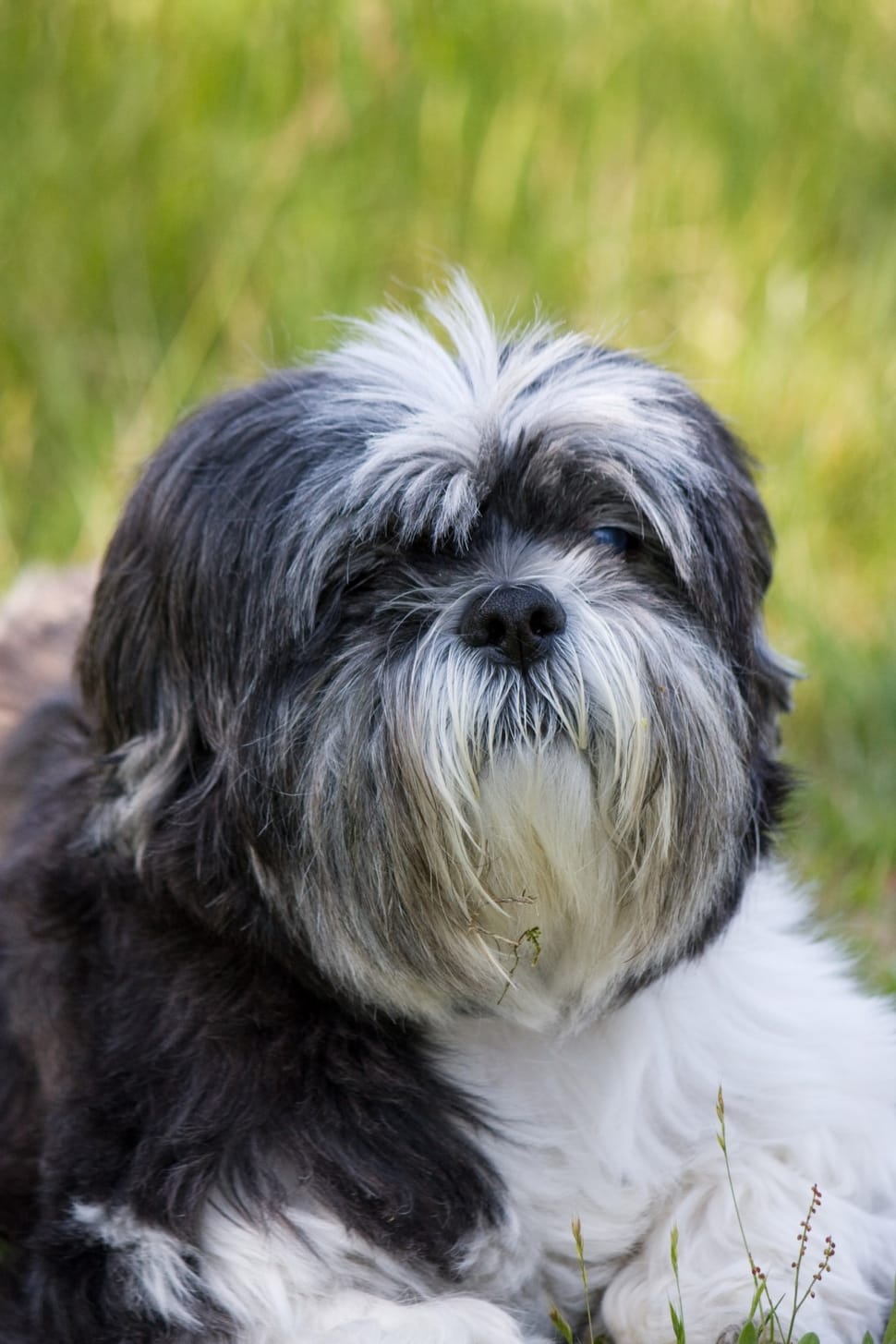 black and white lhasa apso preview