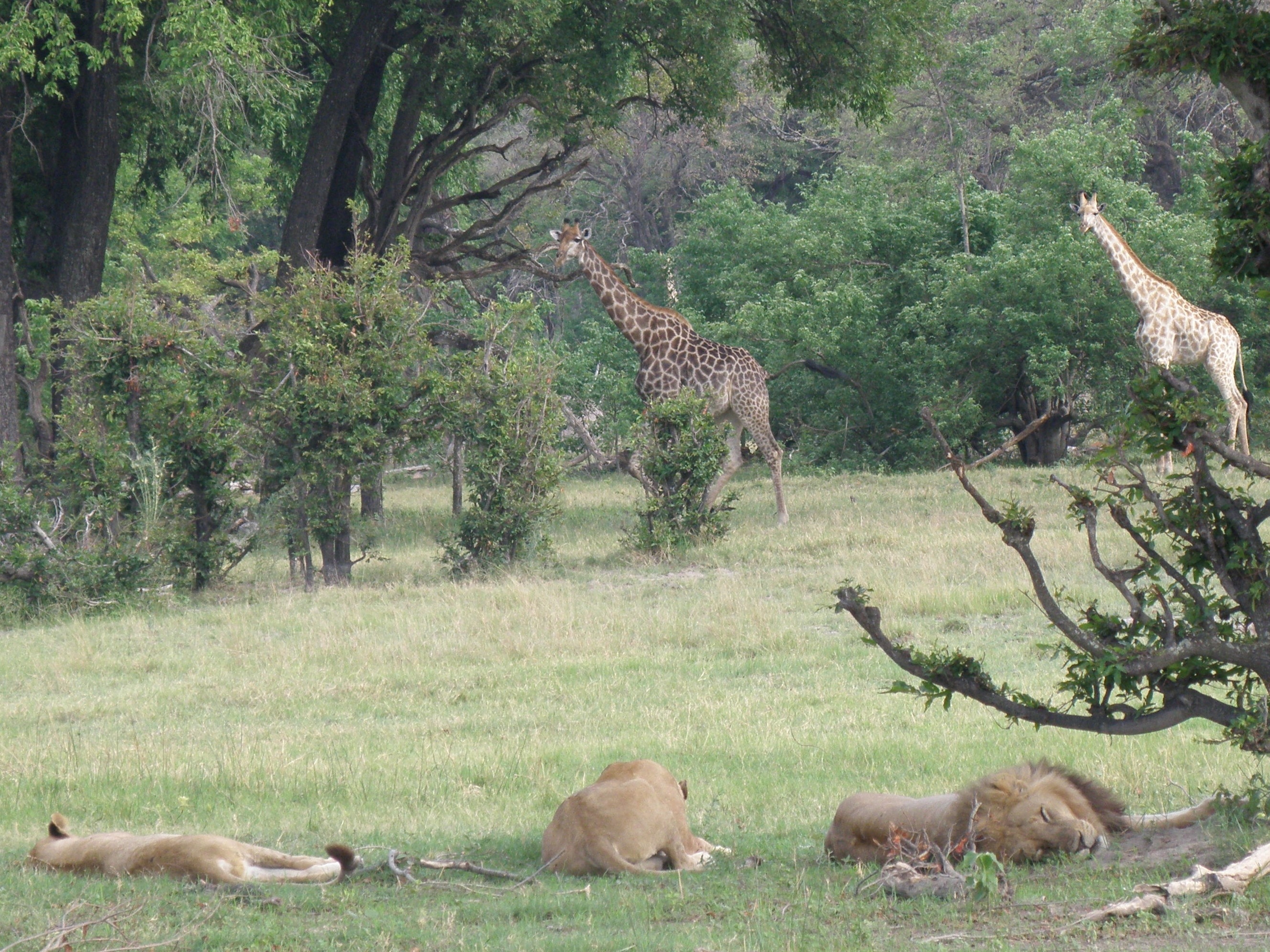 lions and giraffes