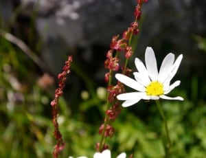 white daisy beside red petaled flower thumbnail