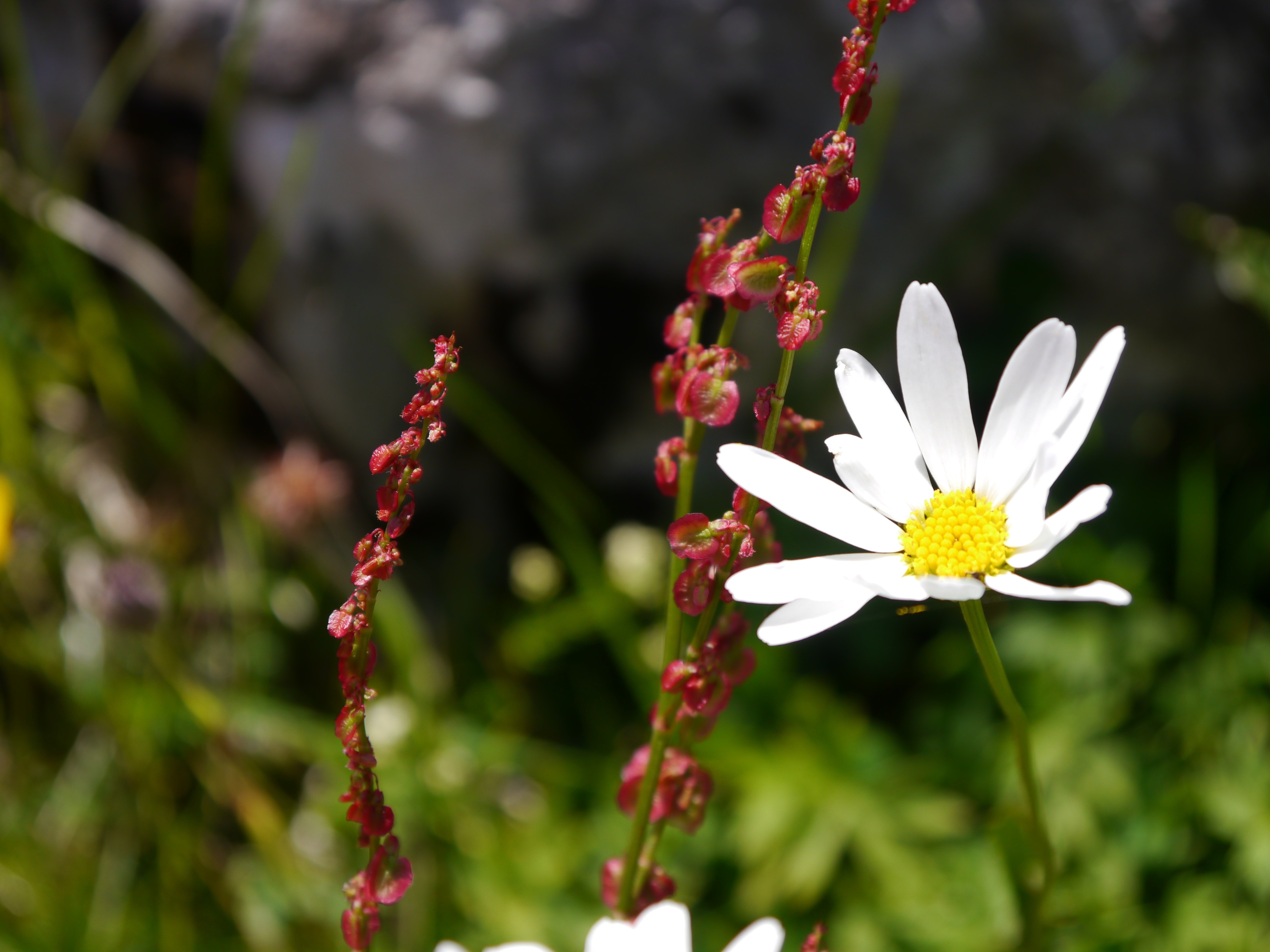 white daisy beside red petaled flower