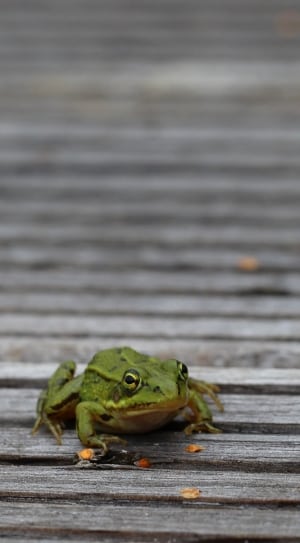 green and black frog thumbnail