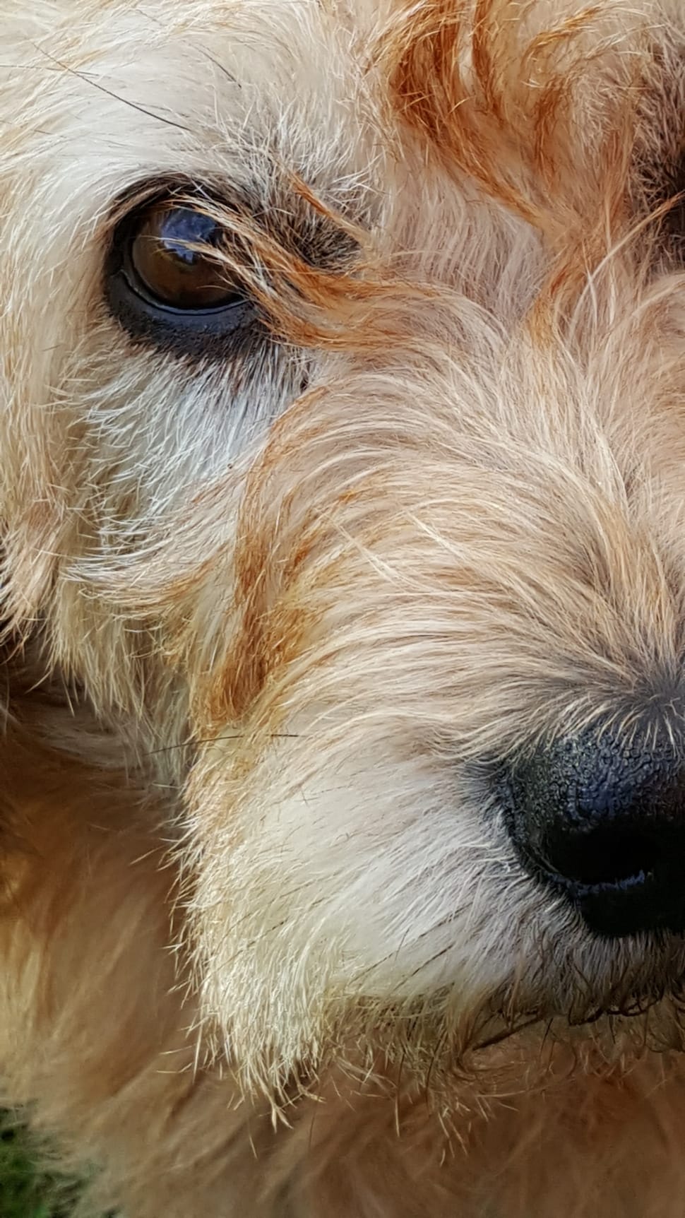white and brown wirehaired dog preview