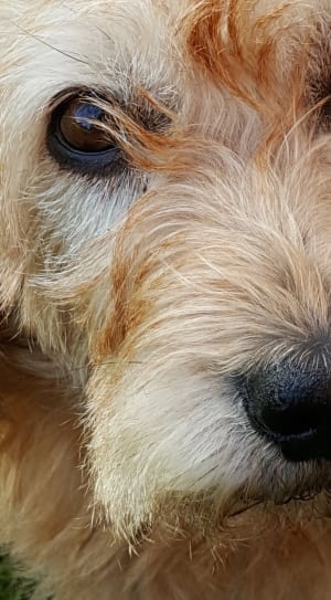 white and brown wirehaired dog thumbnail