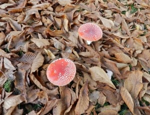 2 brown and white wild mushrooms thumbnail