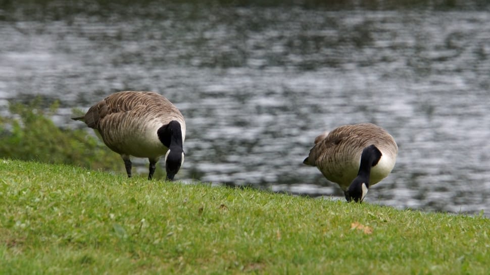 two grey and white goose on the green grass during daytime preview