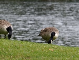 two grey and white goose on the green grass during daytime thumbnail