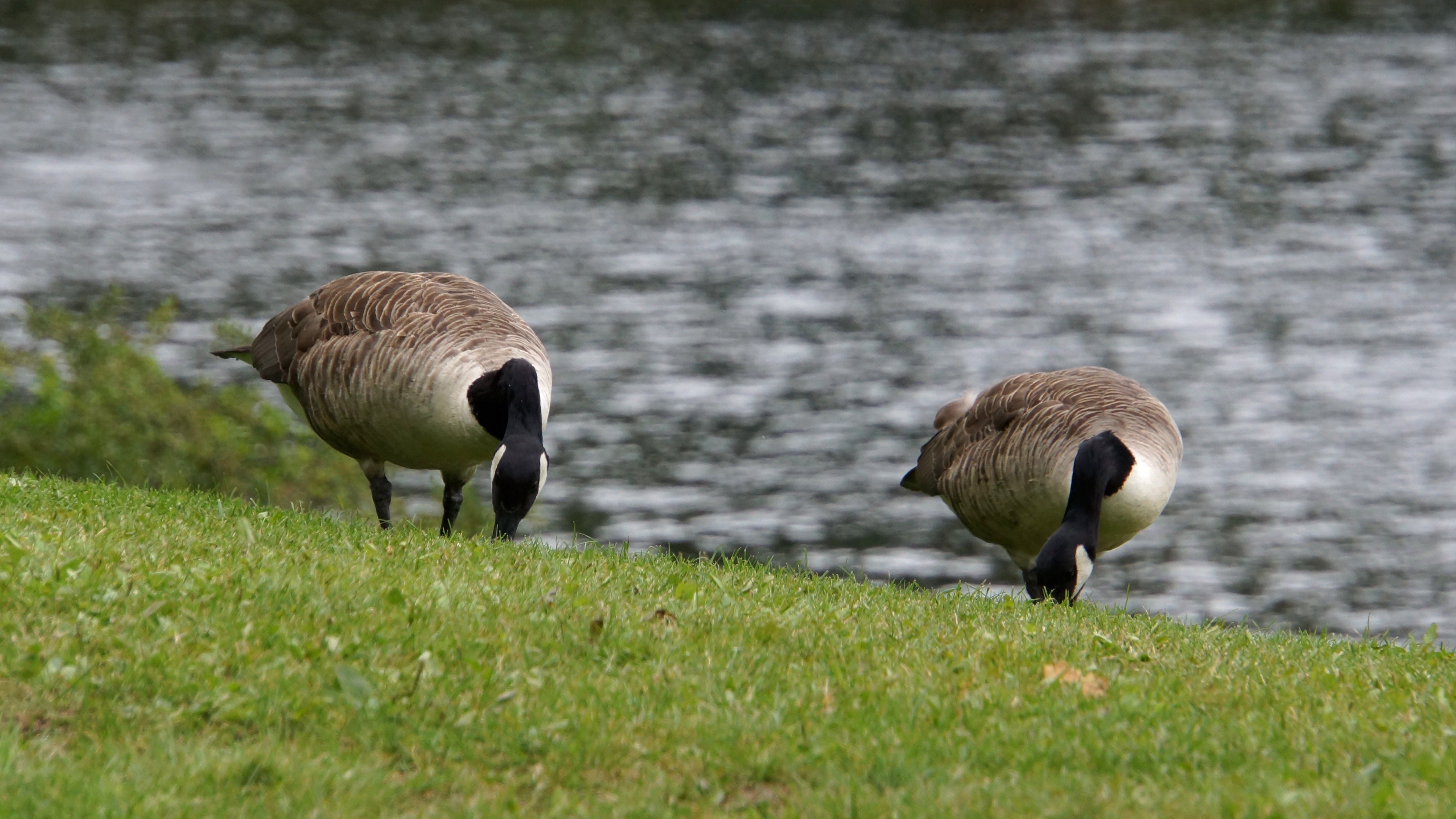 two grey and white goose on the green grass during daytime