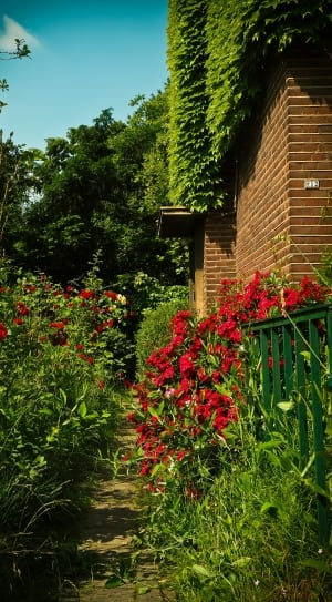 red petaled flower and green leaf pant near bricked house thumbnail