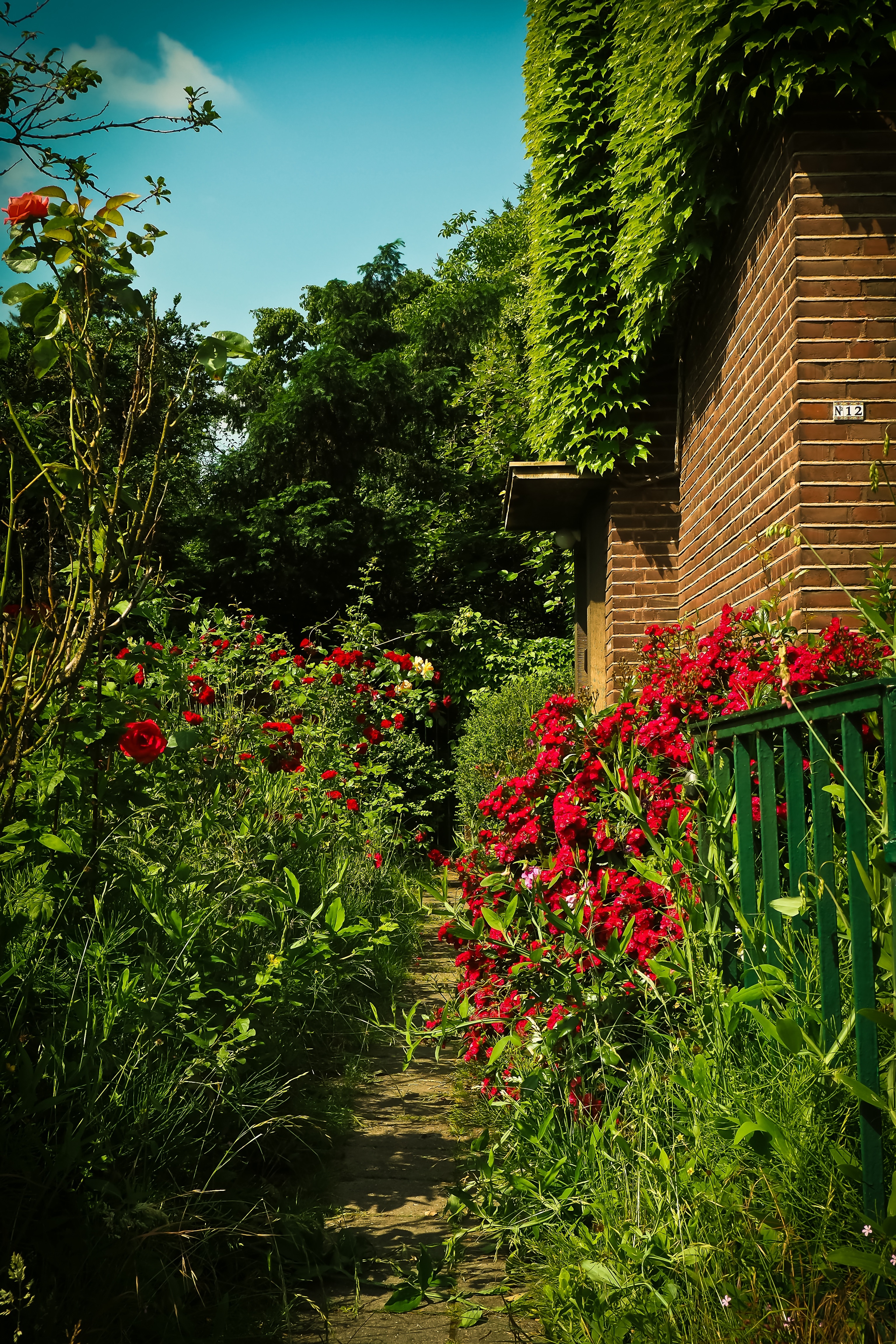 red petaled flower and green leaf pant near bricked house