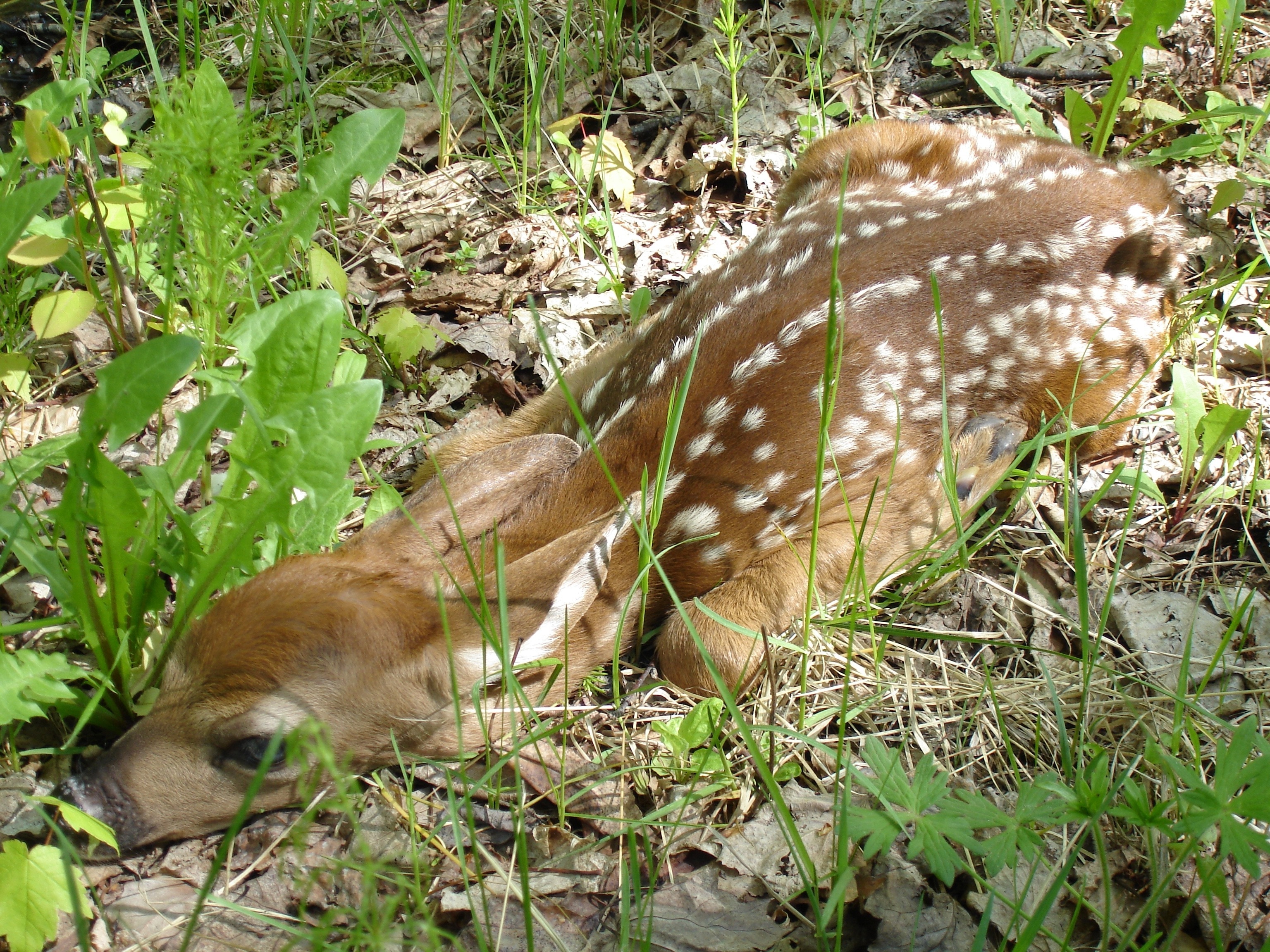 lying brown deer in the ground