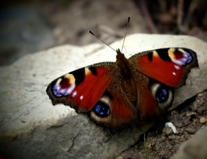 peacock butterfly thumbnail