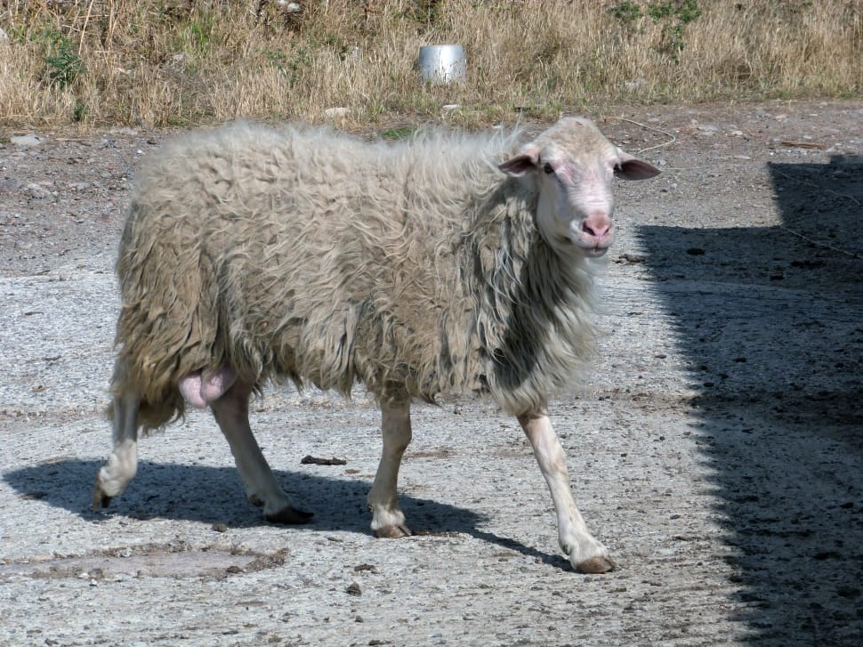 beige sheep preview