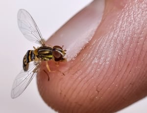 Insect, Muriçoca, Finger, ,  thumbnail