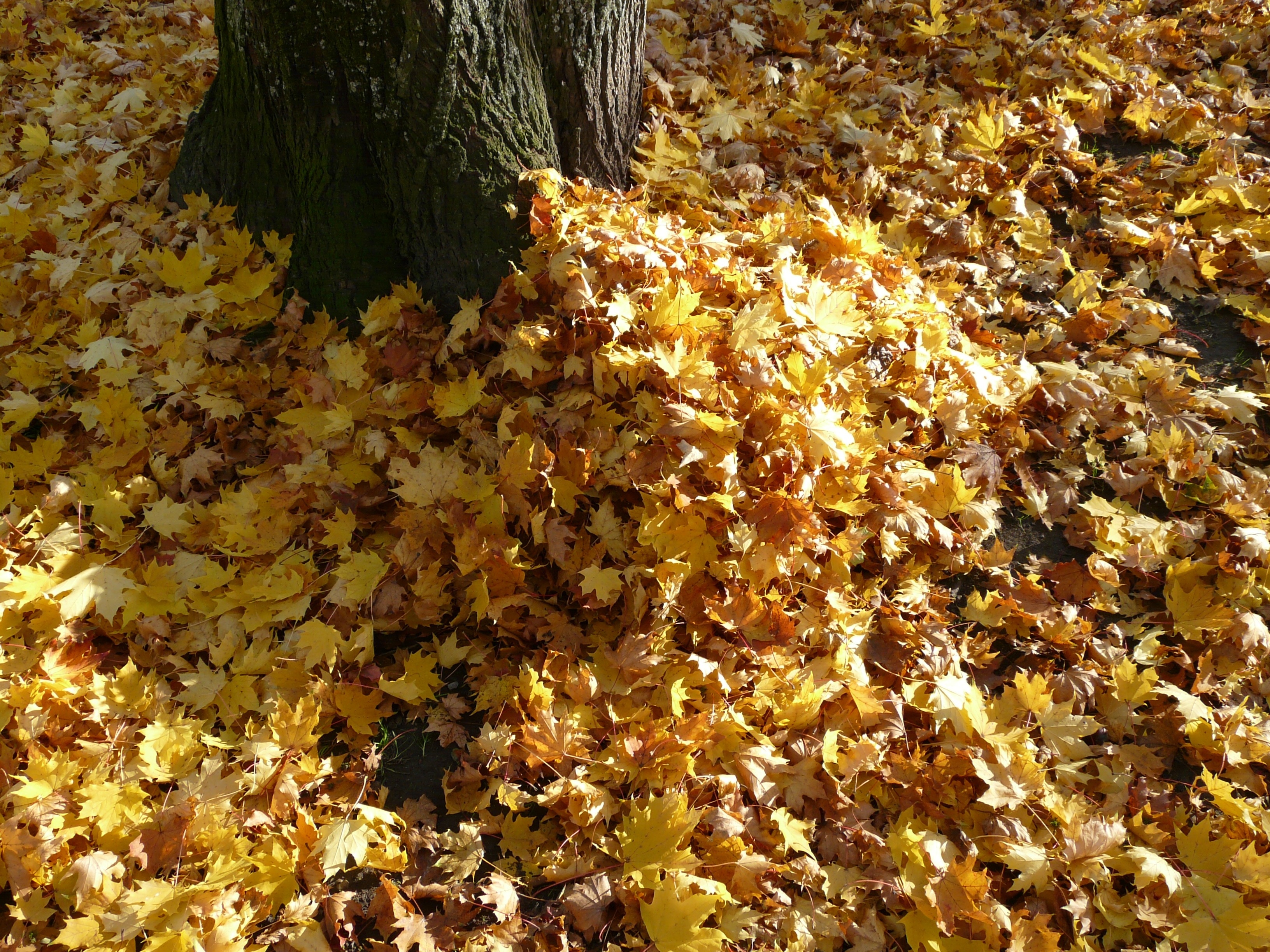 Листовой опад еж. Ворох листьев. Куча листвы. Куча осенних листьев. Опавшая листва.