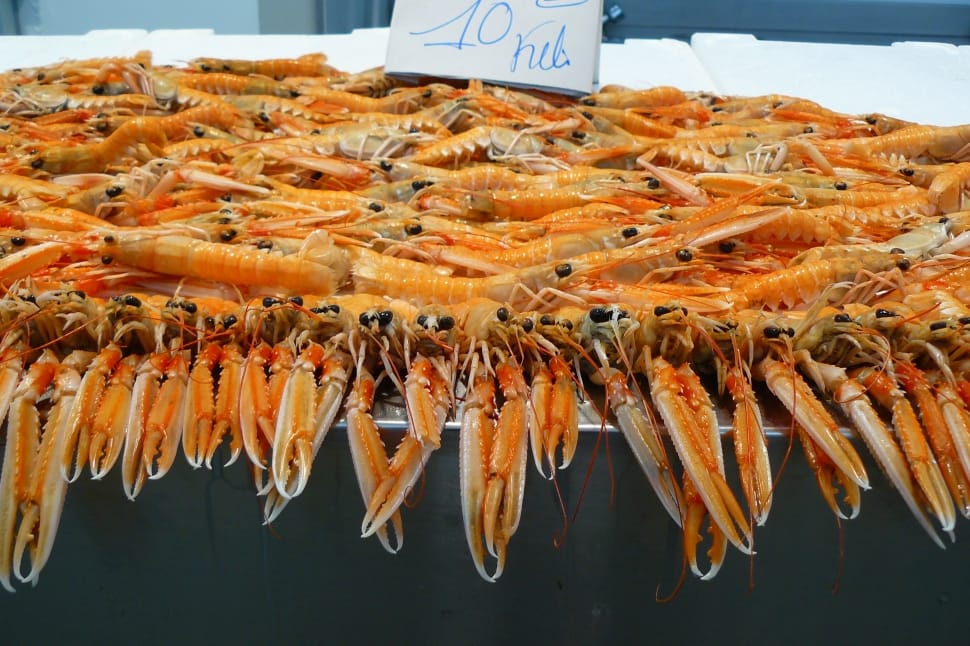 orange shrimp preview