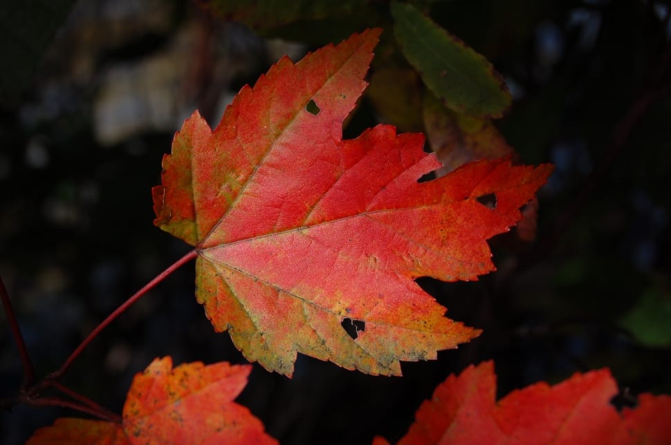 red maple leaf preview