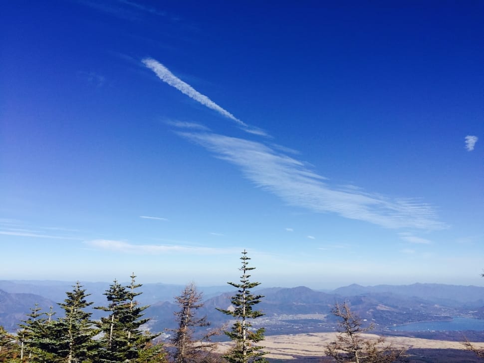 pine trees below blue and white sky preview