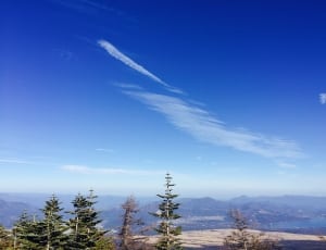 pine trees below blue and white sky thumbnail