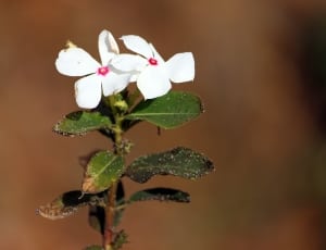 shallow depth of field photo of two white 5 petaled flowers thumbnail