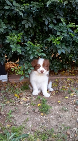 white and brown short coated dog in front of green plants thumbnail