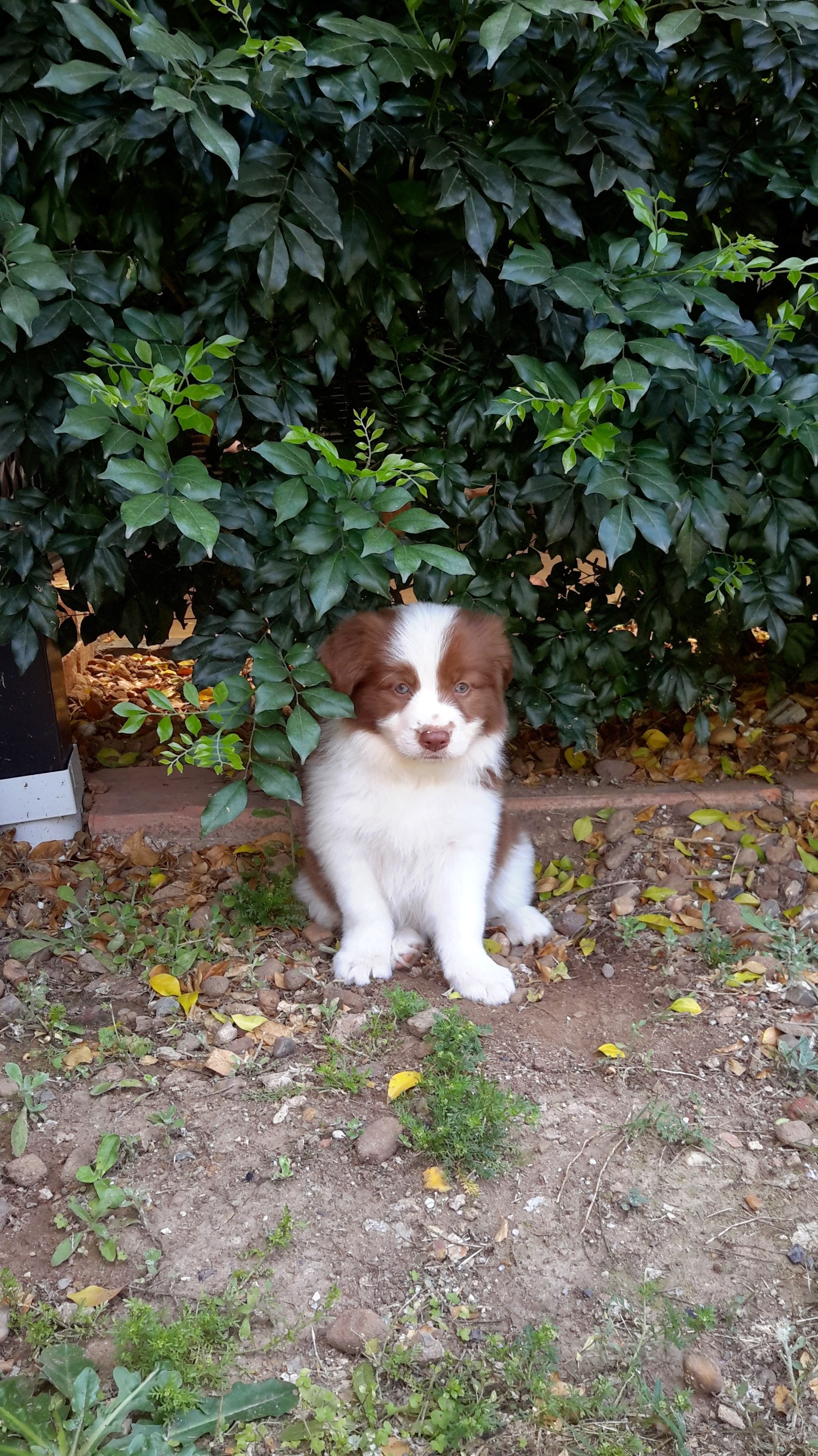 white and brown short coated dog in front of green plants