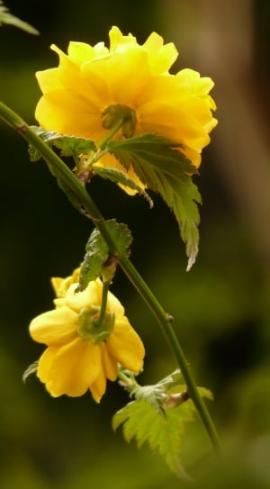 yellow petaled flower thumbnail
