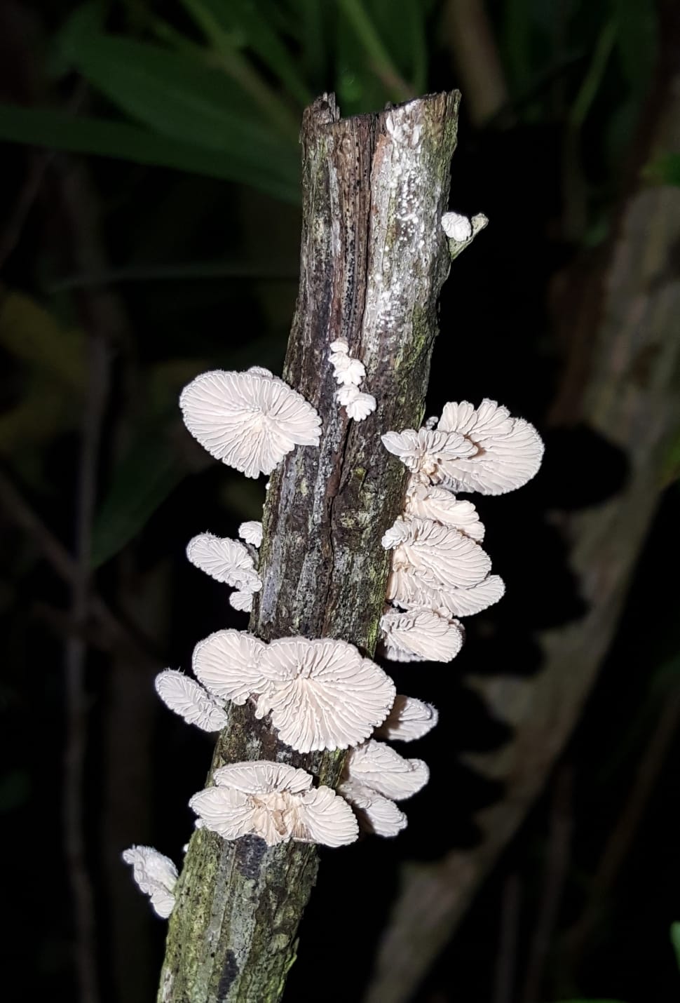white mushroom preview
