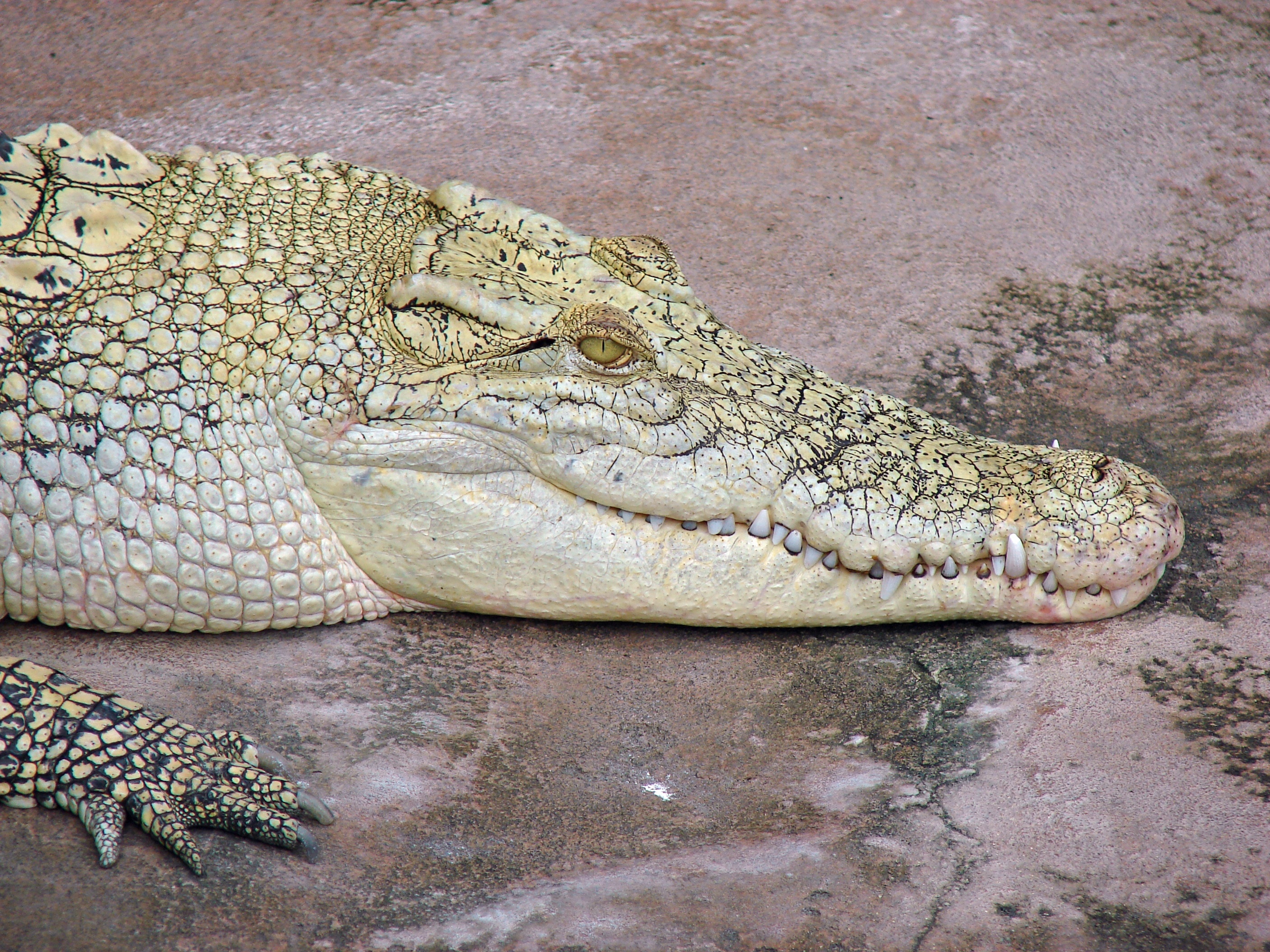 black yellow and white alligator