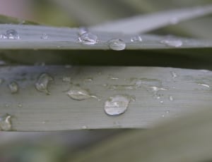 green leaf with water drop thumbnail