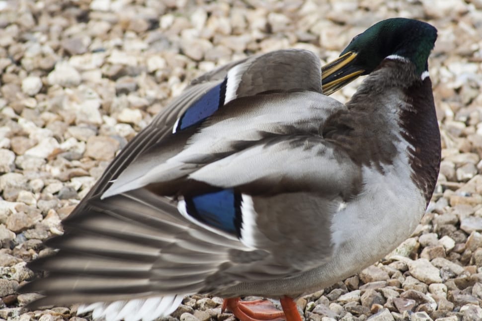 white gray and black duck preview