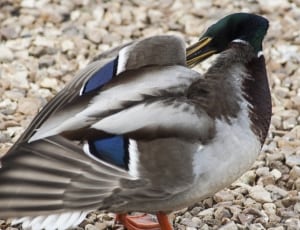 white gray and black duck thumbnail