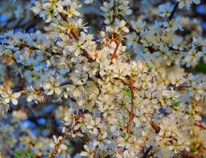 white cherry blossoms thumbnail
