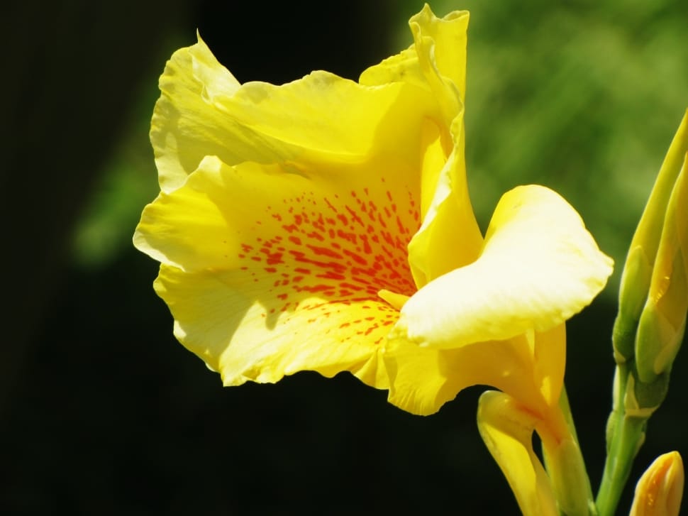 yellow petaled flower blooming during daytime preview