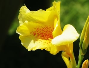 yellow petaled flower blooming during daytime thumbnail