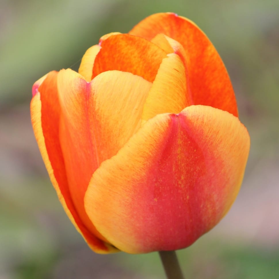 orange and yellow tulip preview