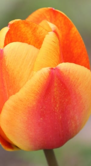 orange and yellow tulip thumbnail