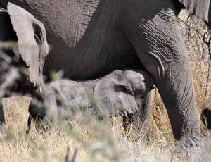 3 grey elephants thumbnail