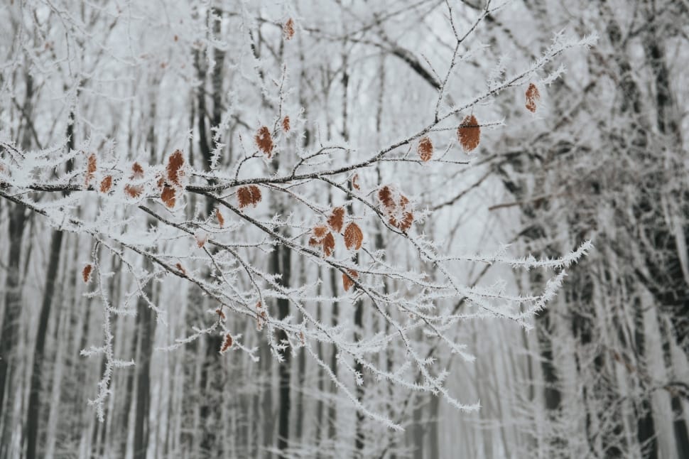 snow-filled withered trees photo preview