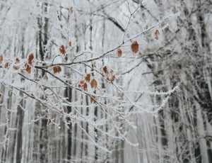 snow-filled withered trees photo thumbnail