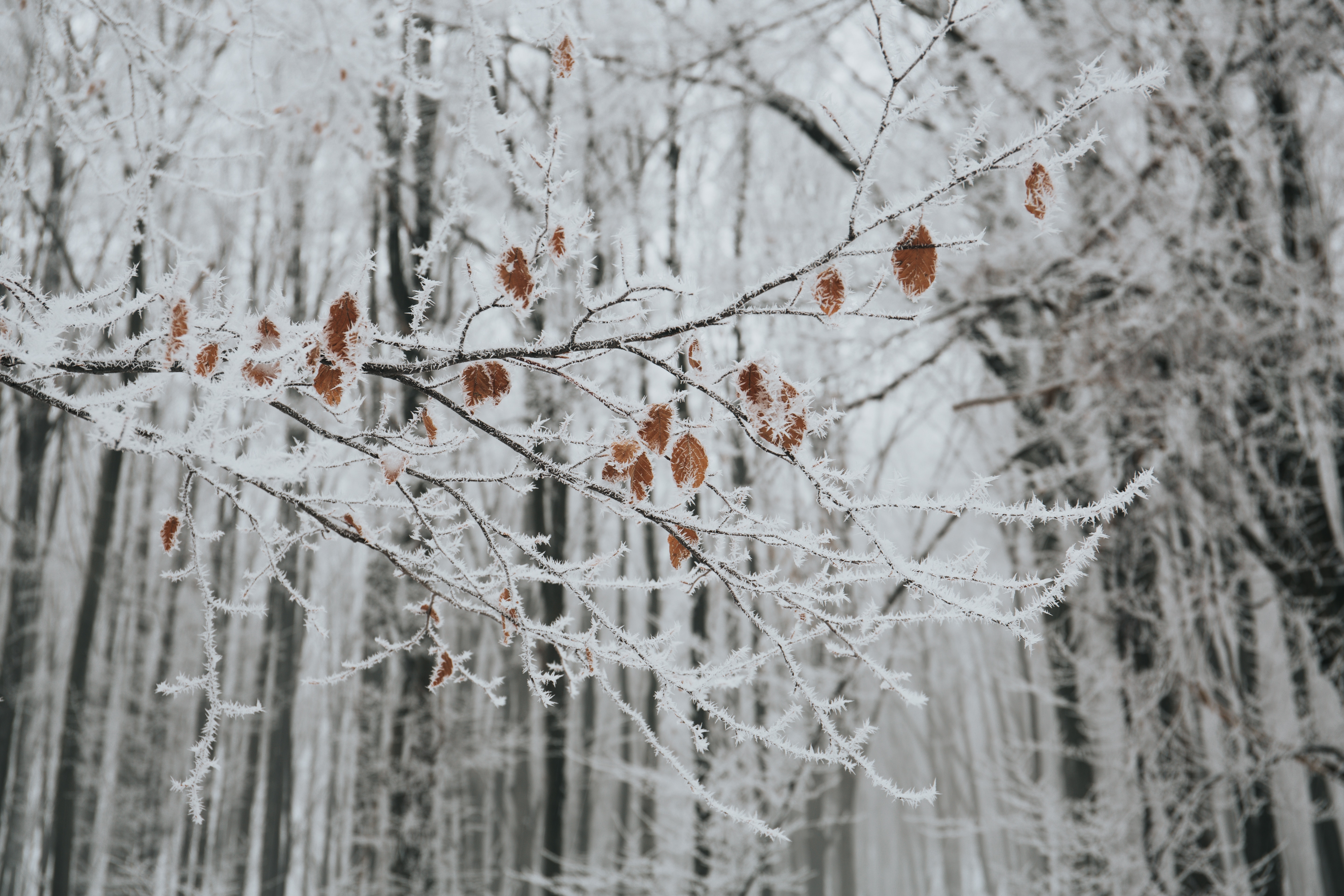 snow-filled withered trees photo