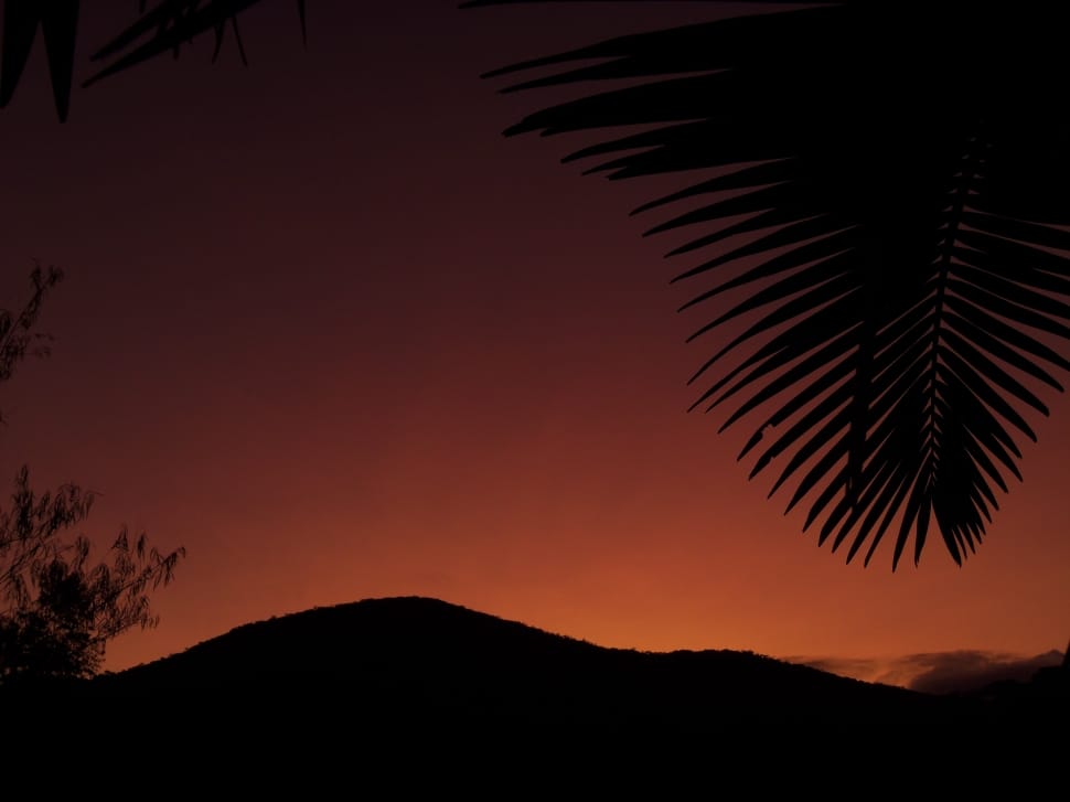 silhouette of coconut palm tree during sunrise preview