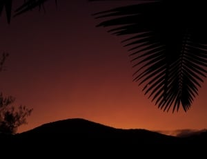 silhouette of coconut palm tree during sunrise thumbnail